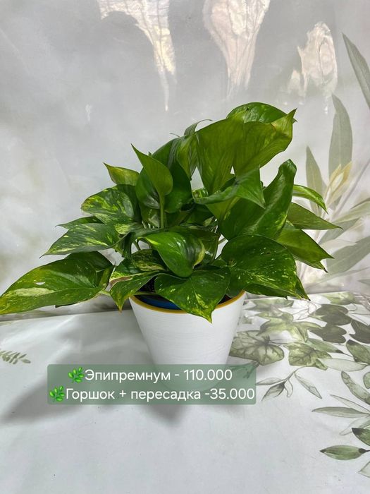 Хойя, Гузмания, Калатея Антуриум и др