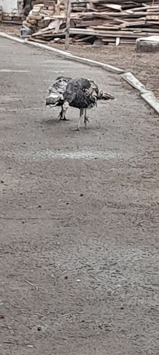 Индуклар сотилади галишамиз