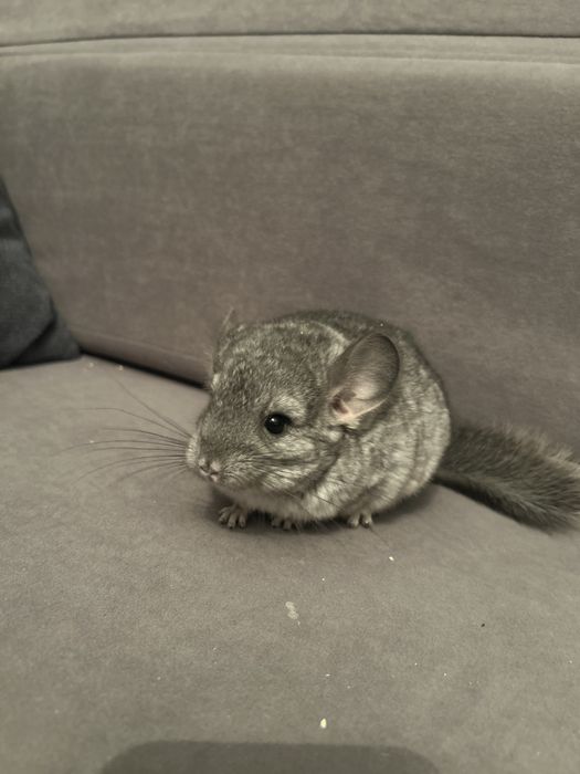 Шиншилла малыш, ручная