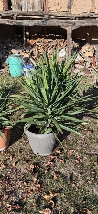 Палма юка различни по размер