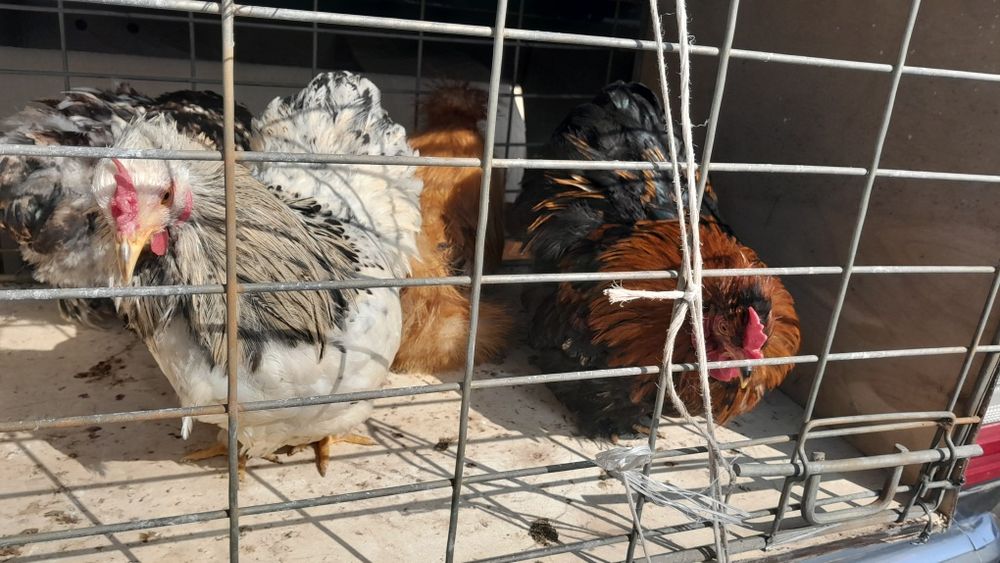 Продам карликов  4 штуки