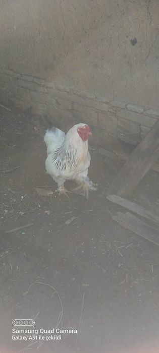 Петел брама на 1 година