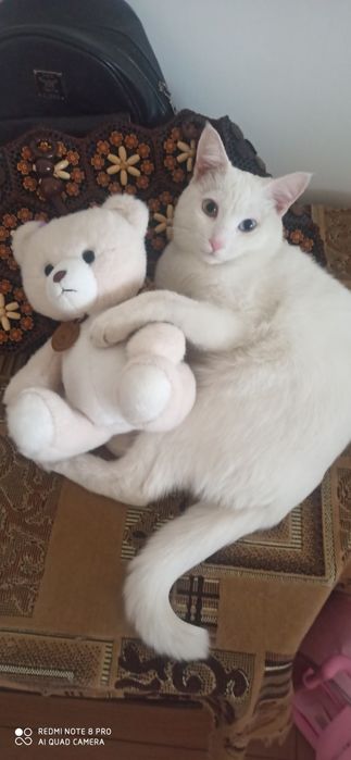Кот Као Мани (с гетерохрамий)