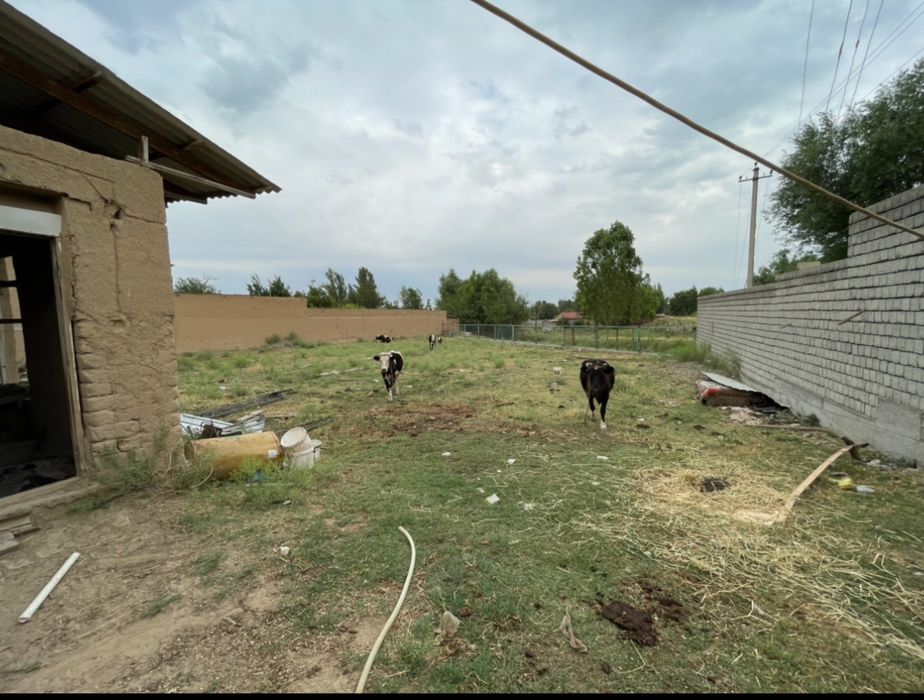 Tolabeda yer sotiladi 13 sotx