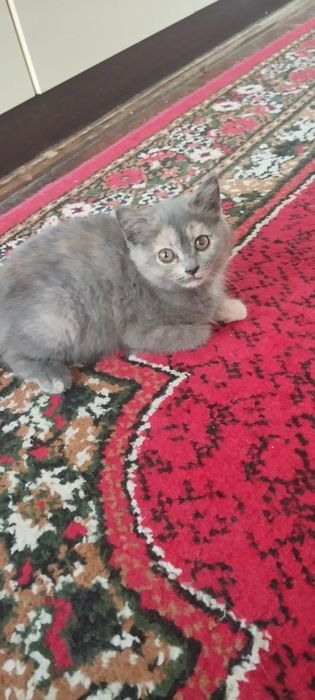 Mushuk zotdor sotiladi