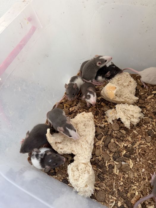 Vand soareci si sobolani de companie