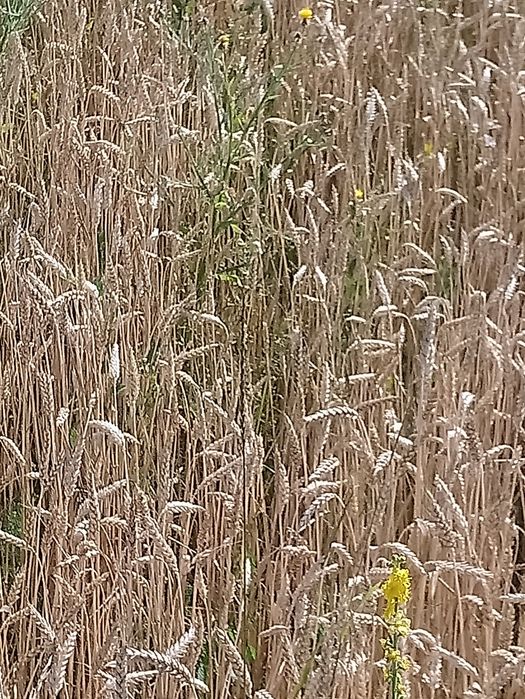 Продава се Земеделски имот в Павликени -  кв.м за 2040 €/дка - Снимка #1