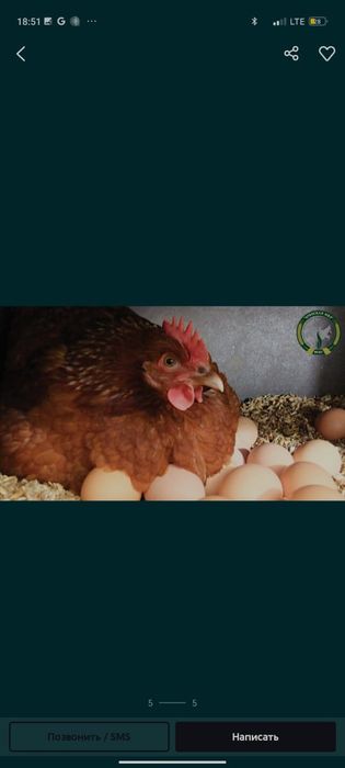 Куры несушки Ломан Браун