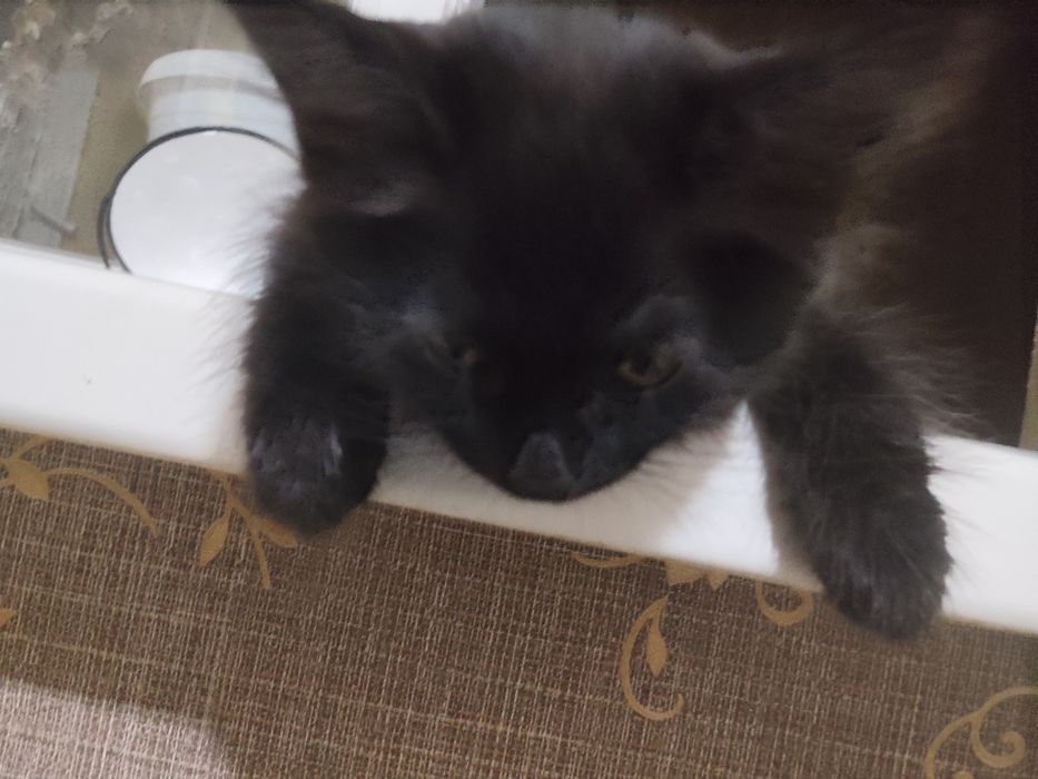 Котенок, девочка