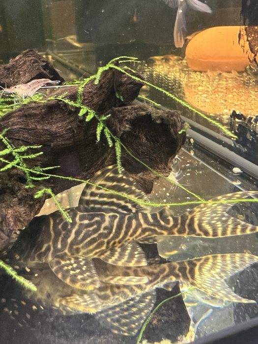 Somn sticla, Kuli, Tetra Ember, Microrasbora Galaxy, Sewelia, L201