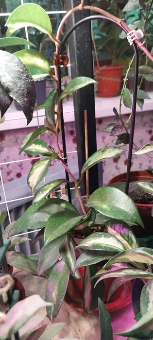 Продам цветы хойя