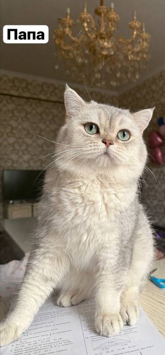 Продается чистокровный британский кот (британская шиншилла)