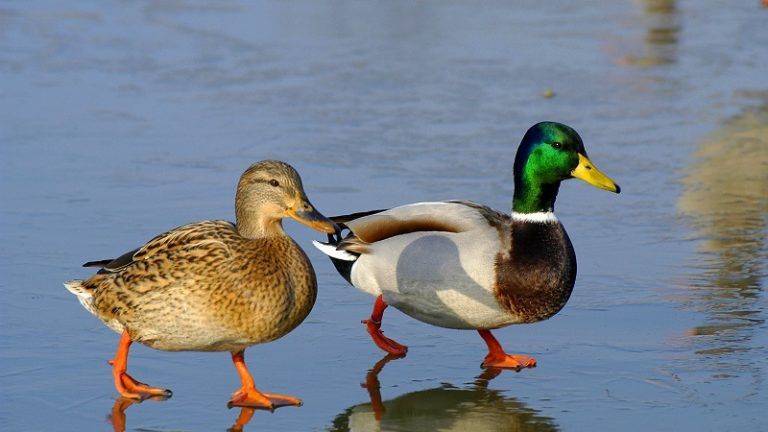 Кряква декий утка