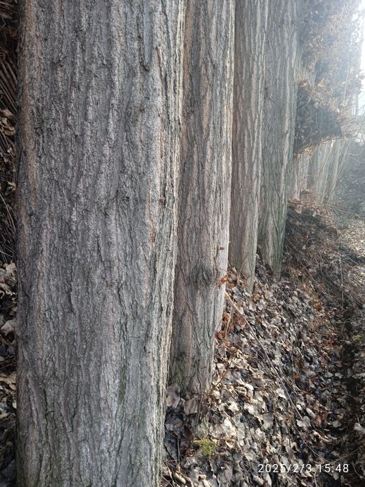 Qurilish uchun terak sotiladi