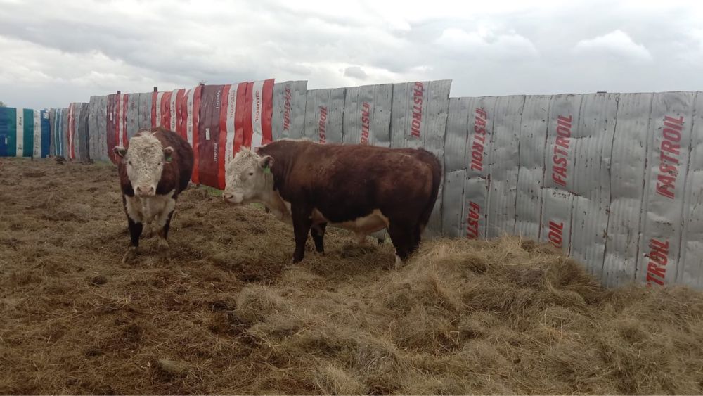 Ақбас 1 категория бұқалар сатылады.