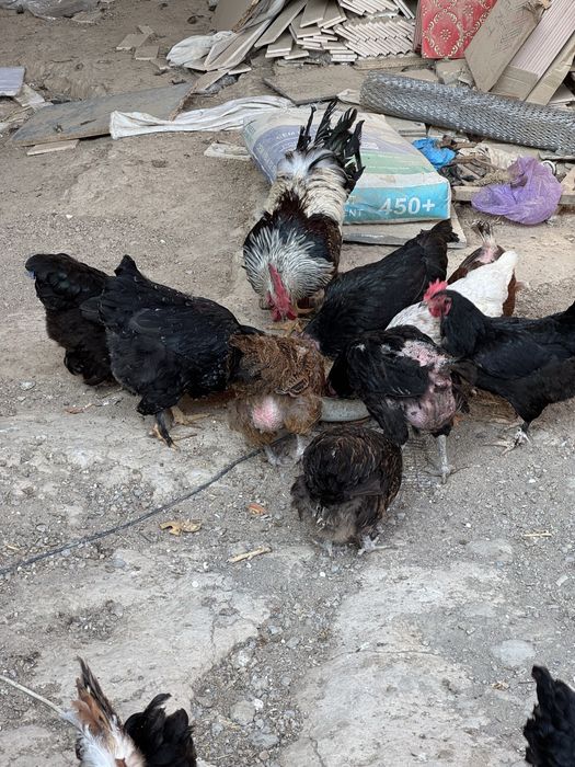 Uy tavuqlari sotiladi