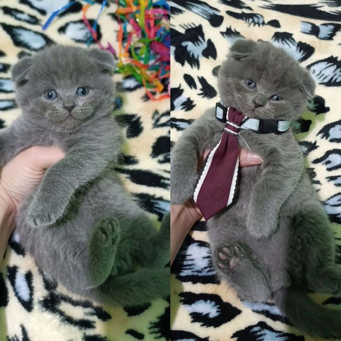 Продаётся кошечка скоттиш фолд