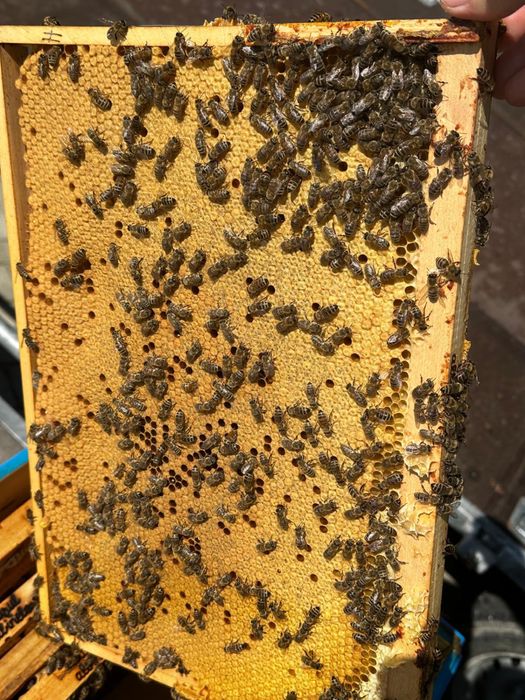 Familii albine, 45 de lei rama