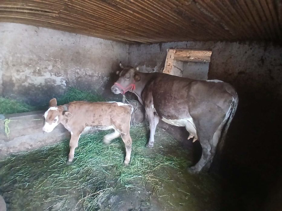 Vaca de vânzare cu vițel