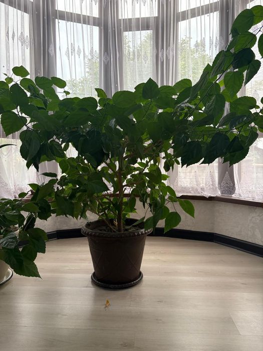 Китайская роза комнатная