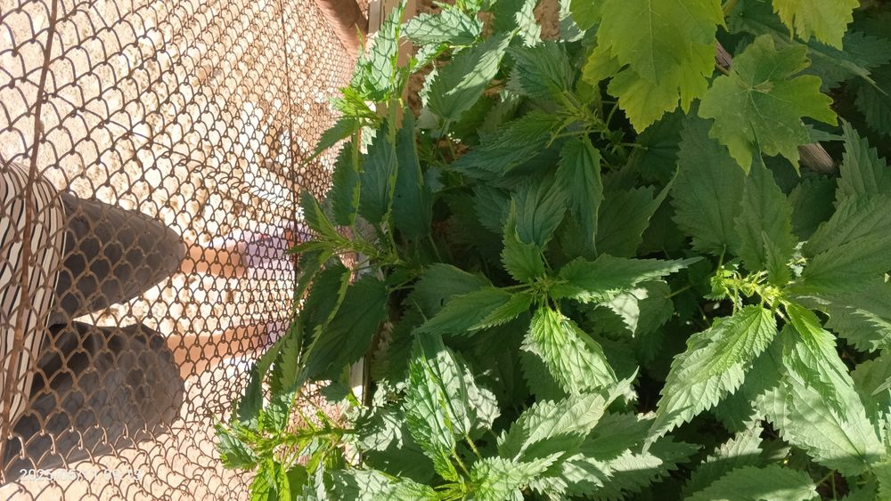 Крапива сатылады