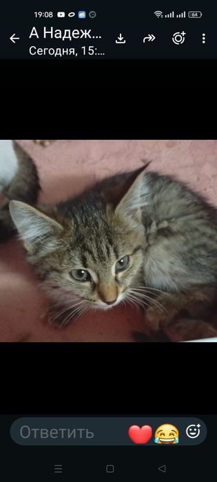 Отдаю бесплатно котиков