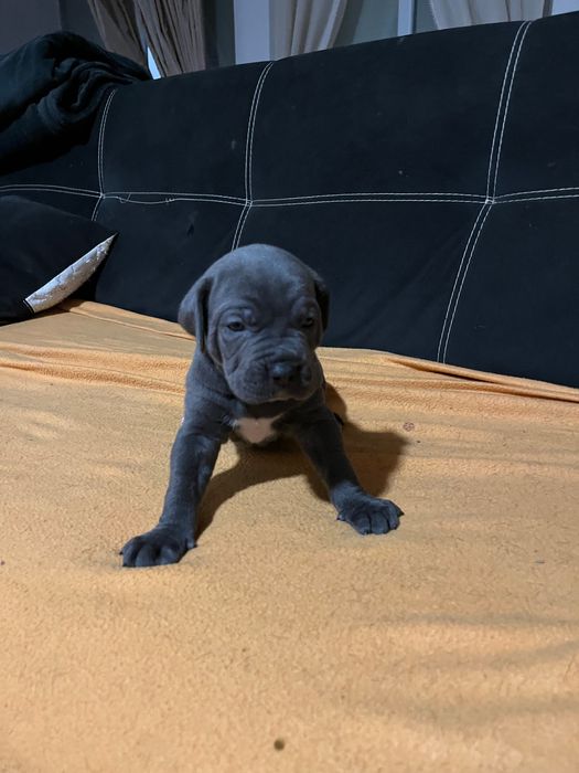 Kane corso бебета