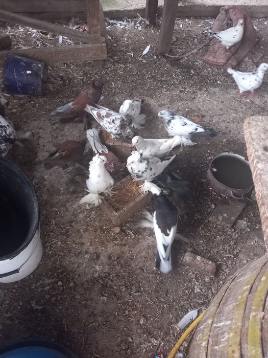 Vind porimbei uriasi maghiari side anul acesta si maturi pretu in prum