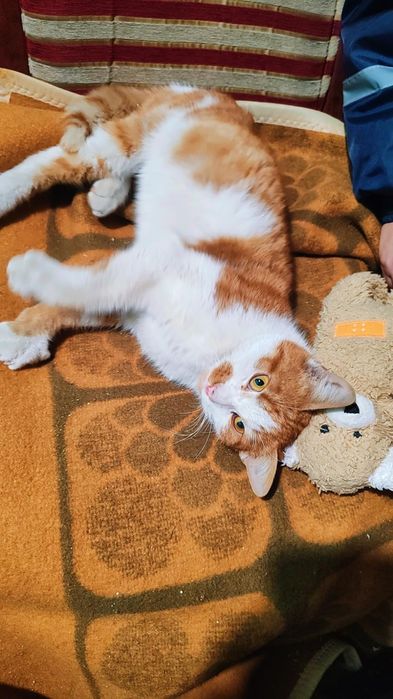 Коте Сами търси дом, осинови го