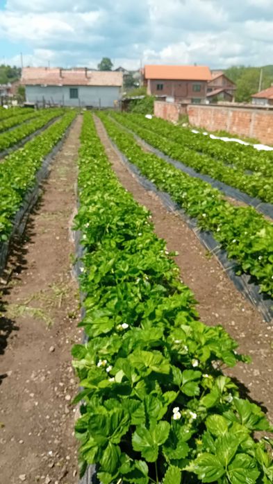 Разсад за ягоди подбрани сортовеотгледани с като био ягоди  6 сорта