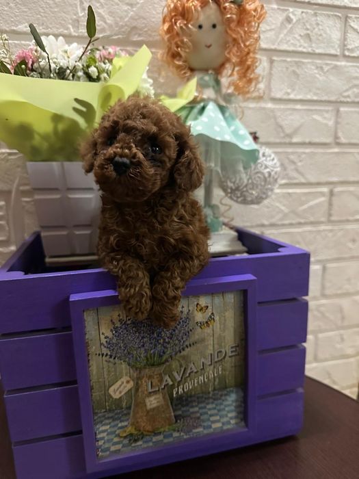 Mascul pudel rosu toy