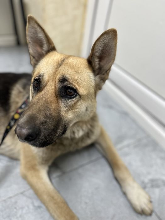 Поиск дома для Киры