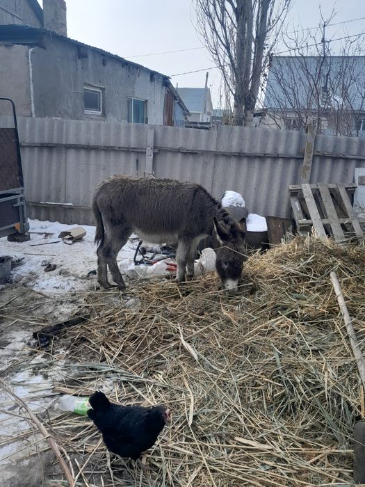 Есек сатам урғашы