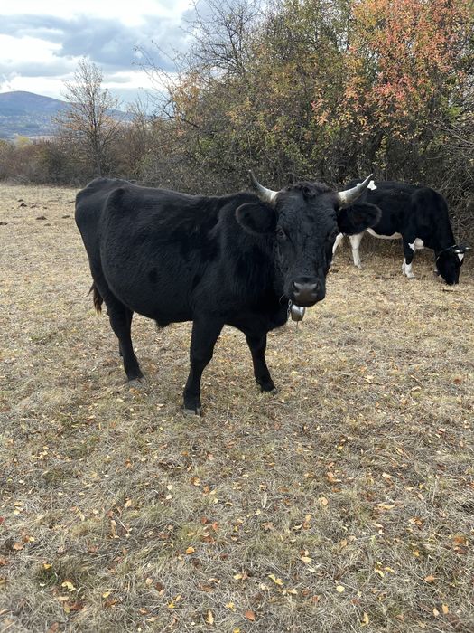 Продавам телета 5€/кг