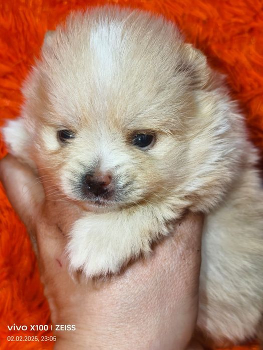 Очаровательные щенки шпица.