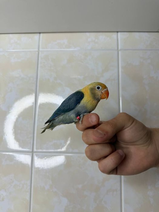 Ручной попугай неразллучник
