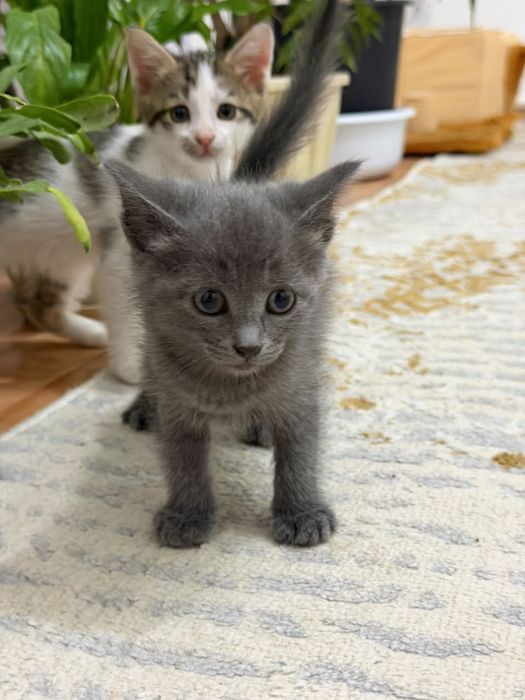 Продам домашнее кошки