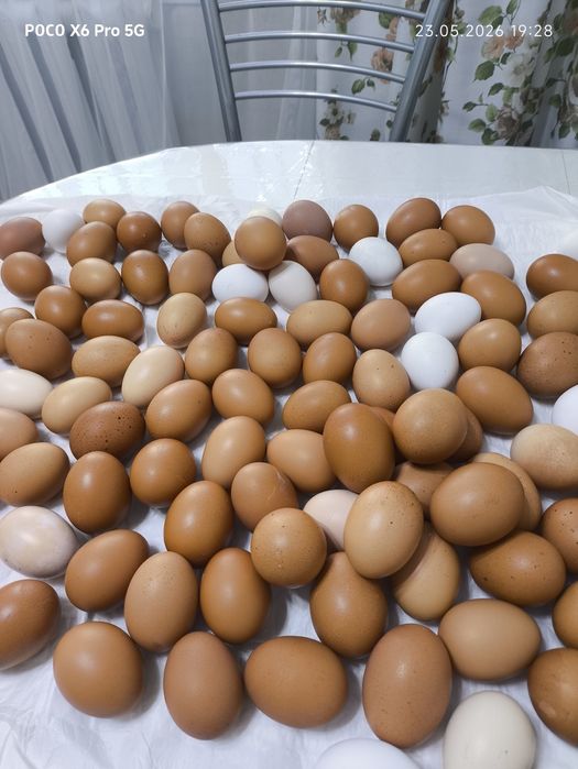 Продам курей ломан браун