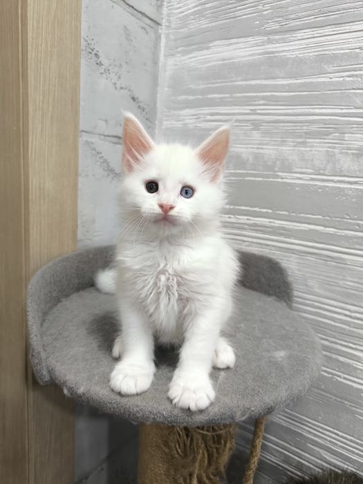 Продам котят Мейкун