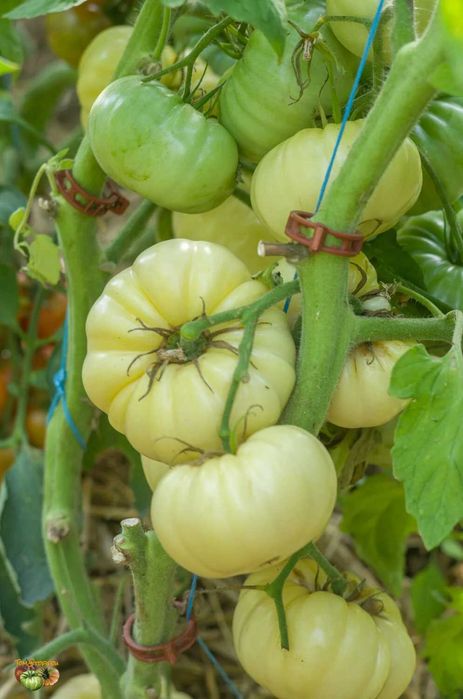 Стари сортове домати семена - BalkanSort