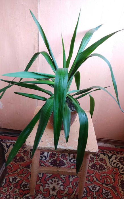 Комнатное растение юкка