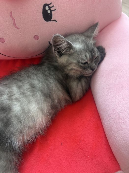 Отдам котенка бесплатно