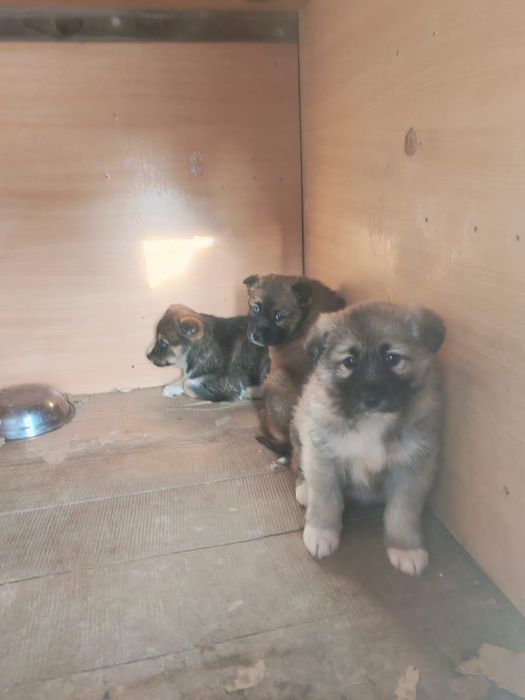 Щенки Лайки в добрые руки