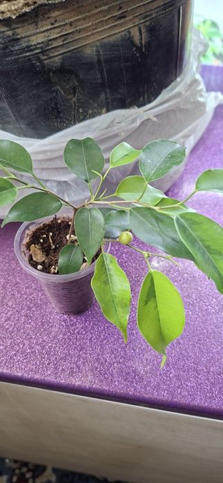 Фикус бенджамина