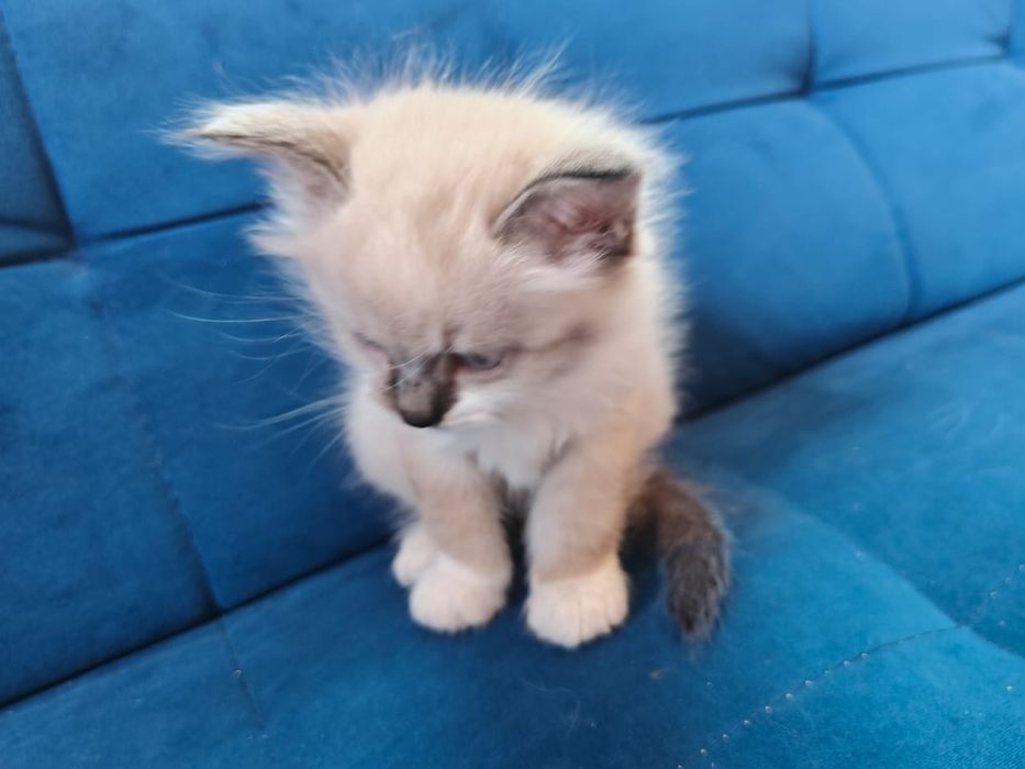 Котята бесплатно в добрые руки