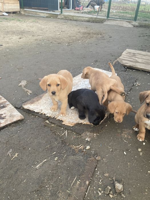 Donez catei de 9 saptamani