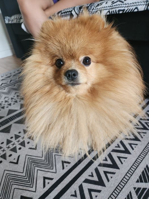 Вязка шпиц караганда