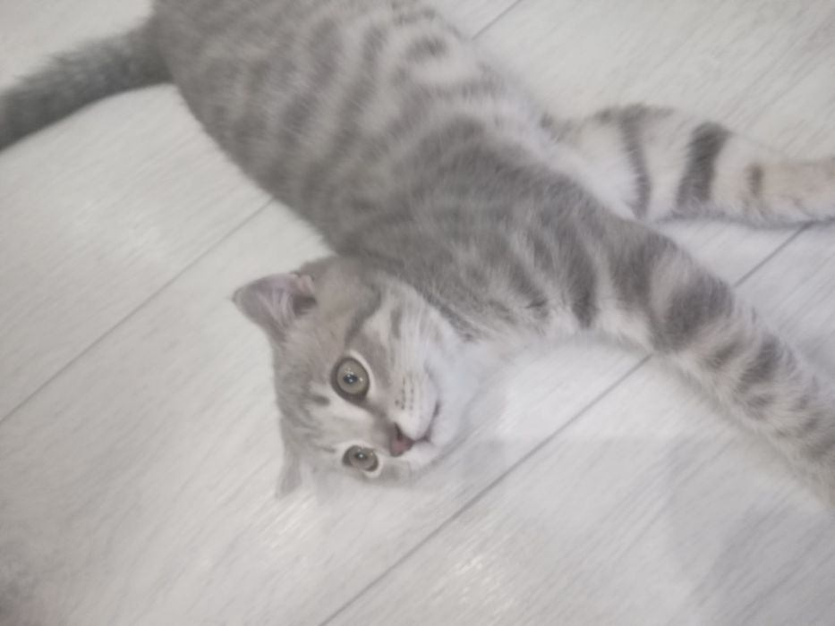 Отдам котика шотландский