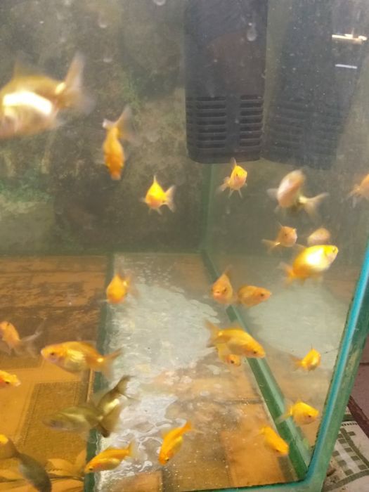 Рыбки для акквариума