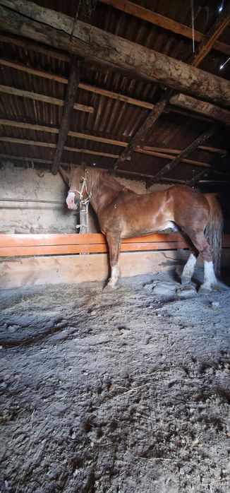 Продам лощадь тежоловоз